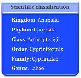 animalia, chordata, actinopterigii, cyprinidae, labeo, carp culture, fish farming